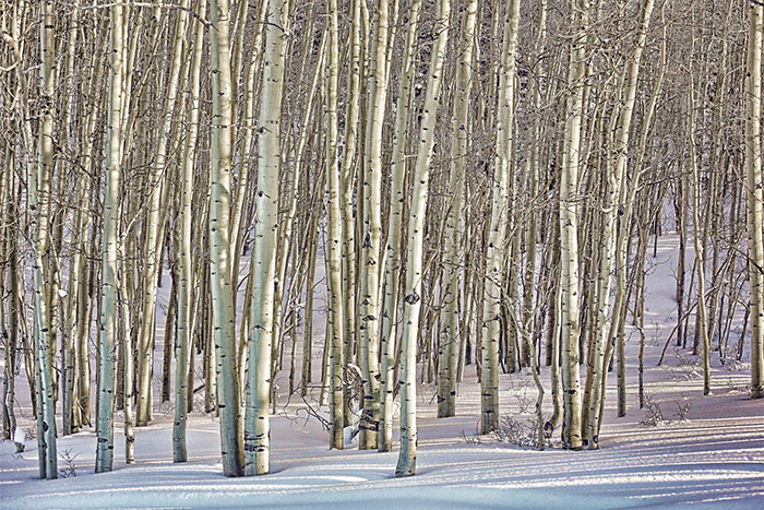 25 Stunning Winter Landscape Photos