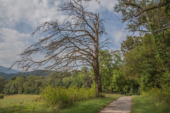 Photography Guide to Great Smoky Mountains National Park