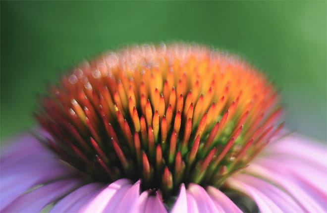 7 Ideas for Spring Photography Projects