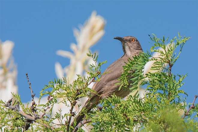 How & Where to Photograph Songbirds