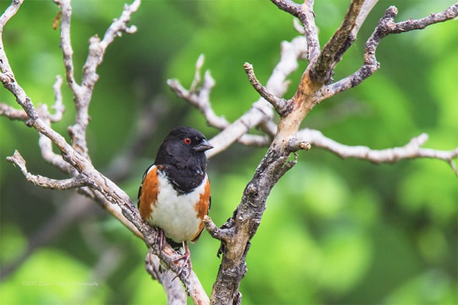 How & Where to Photograph Songbirds