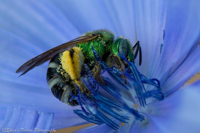Green Sweat Bee by Sheen Watkins