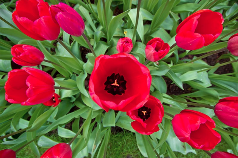 What Lens Should I Use for Flower Photography?