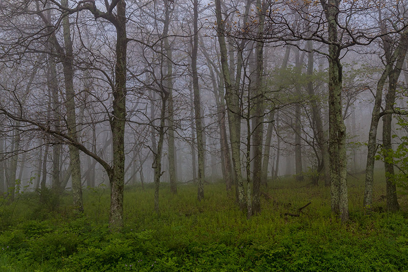 Near Little Hogback Overlook - photo by Marc Andre