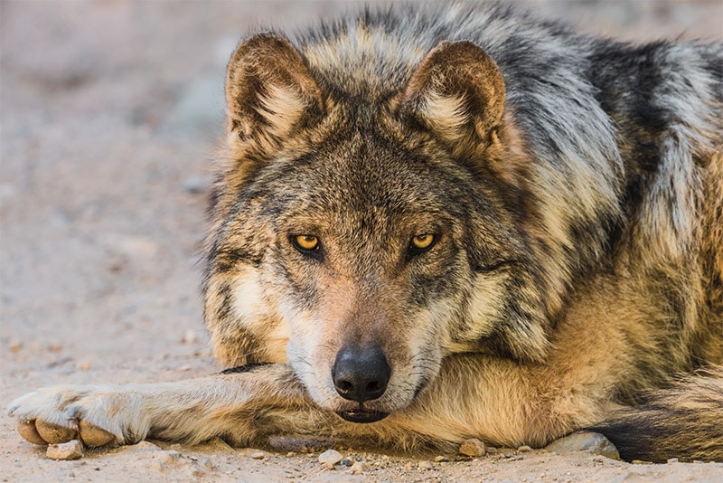 Wildlife Photography Tips