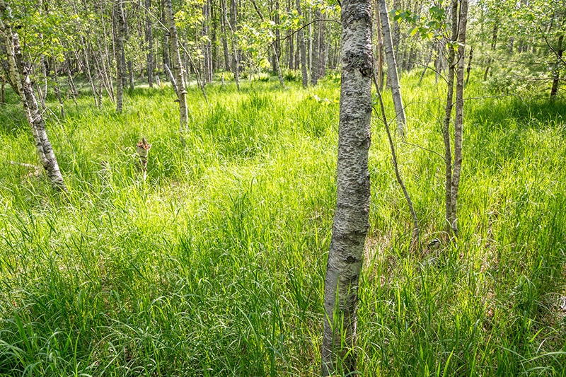 Along the Jesup Path