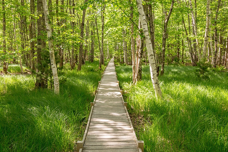 The Jesup Path